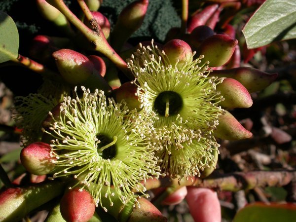 Eucalyptus grossa flowers
